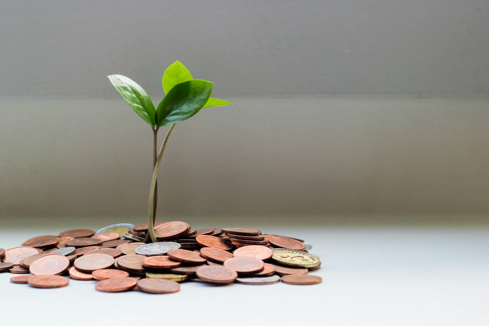 Coins and plant growth